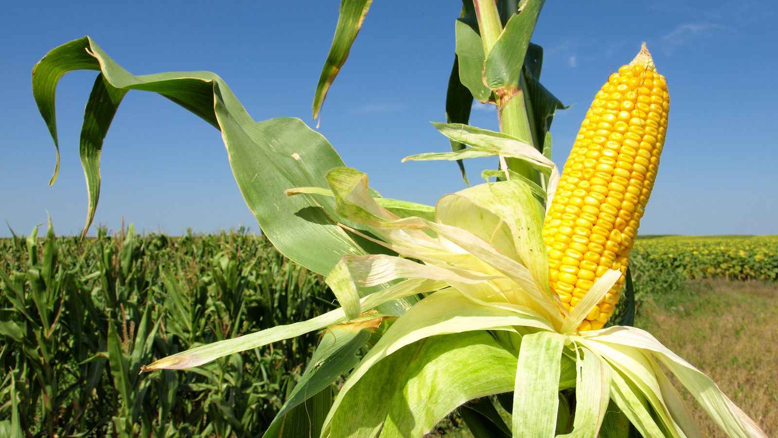 Maize / Corn / Sorghum