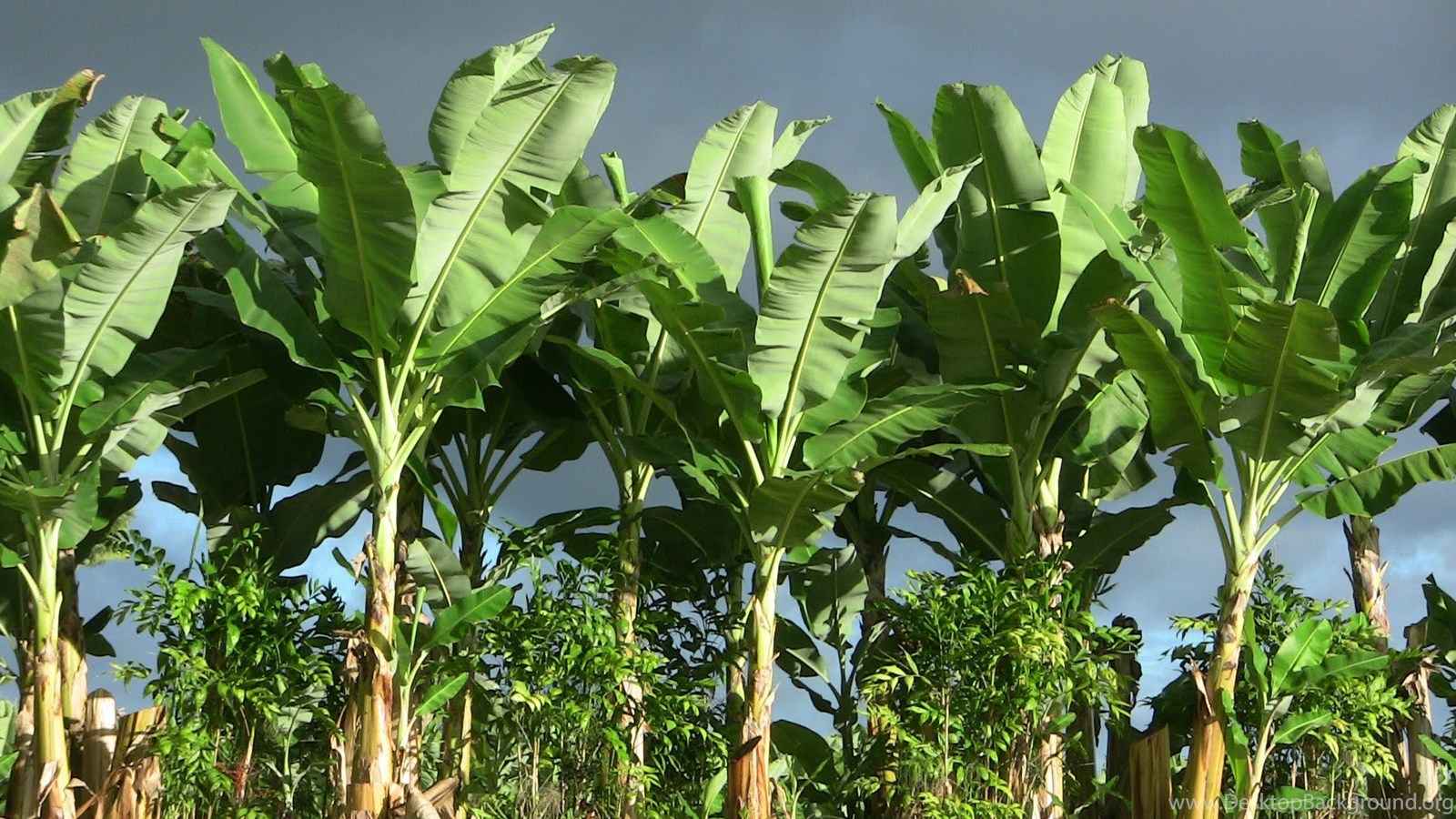 Banana / Plantain